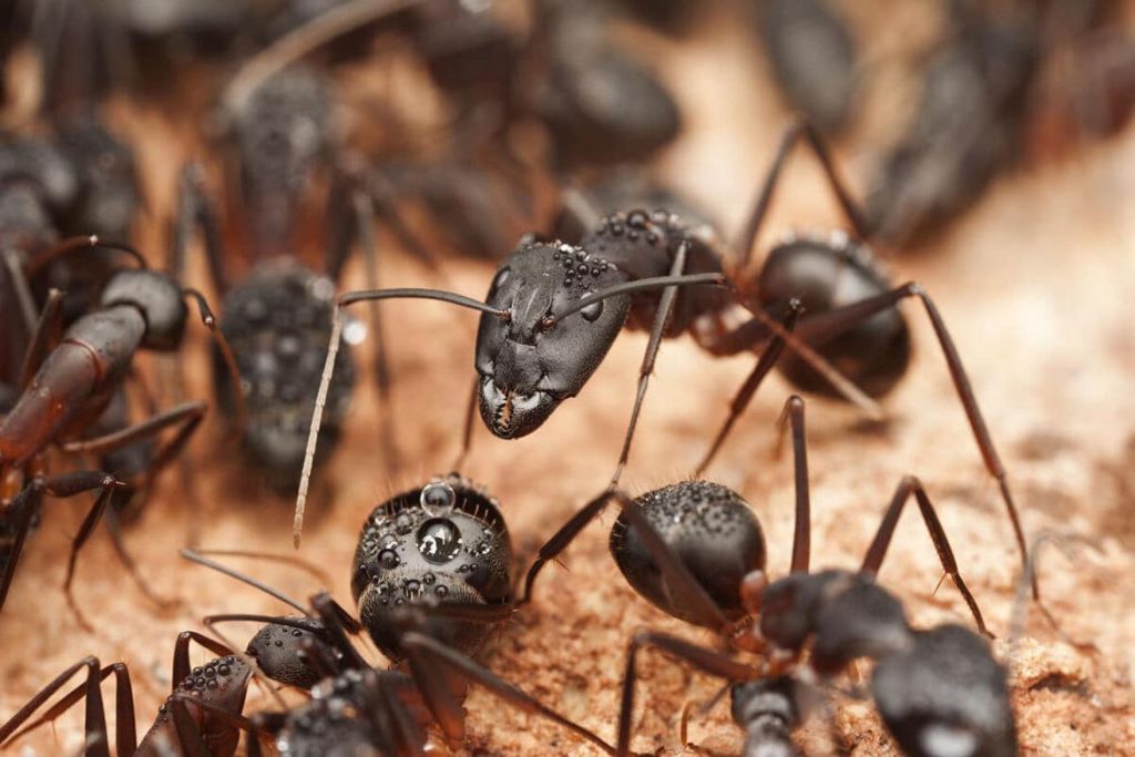 Наука о муравьях, почему эти насекомые достойны пристального внимания