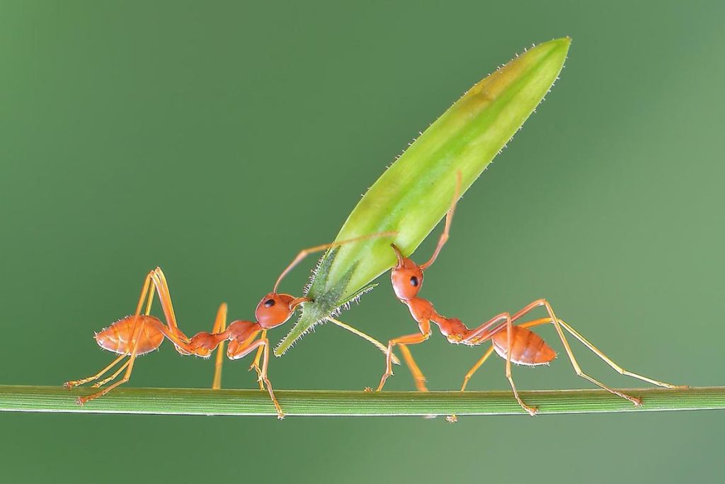 Наука о муравьях, обладают ли они сверхразумом