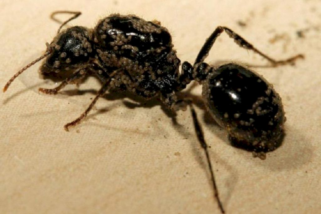 Почему умирают муравьи в муравьиной ферме Гибель матки