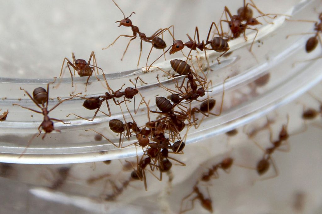 Гибель муравьев в муравьиной ферме