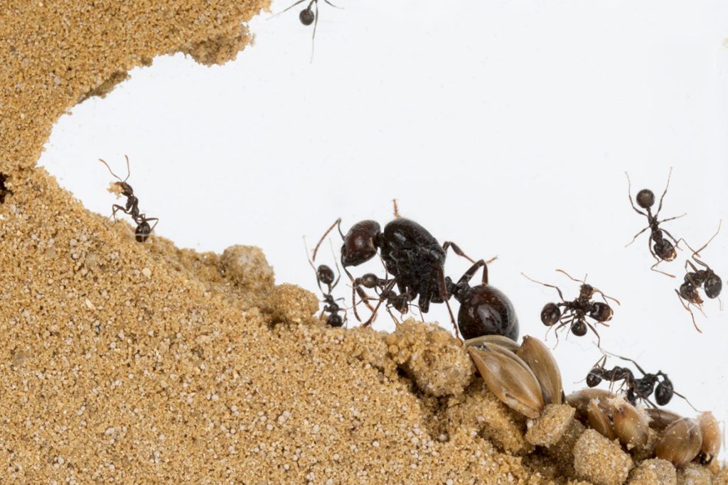 Что же представляет собой муравьиная ферма?