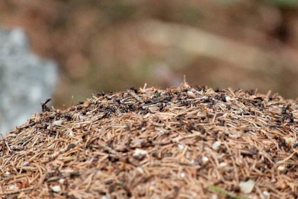 Польза и вред муравьев в природе "коллективный разум"