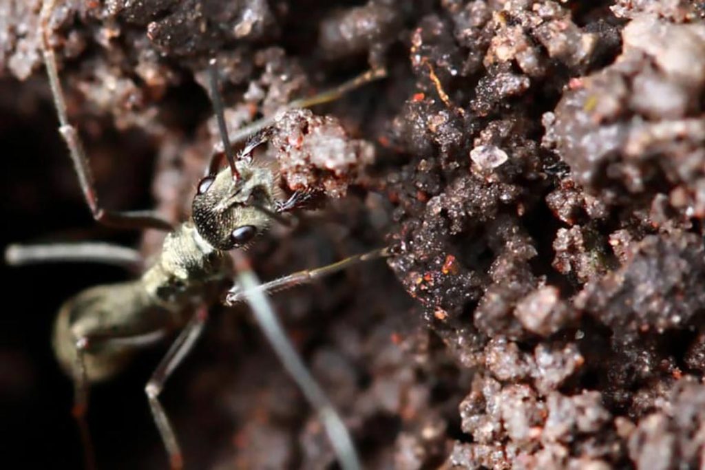 Польза и вред муравьев в природе, в почвообразовании