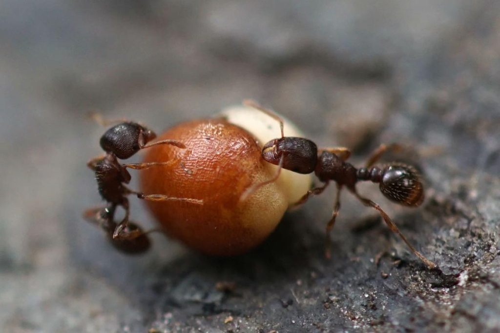 Польза и вред муравьев в природе для растений