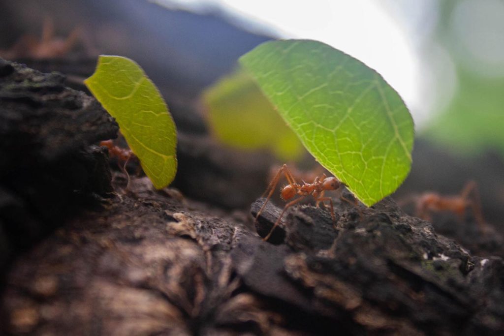 Польза и вред муравьев в природе экологи