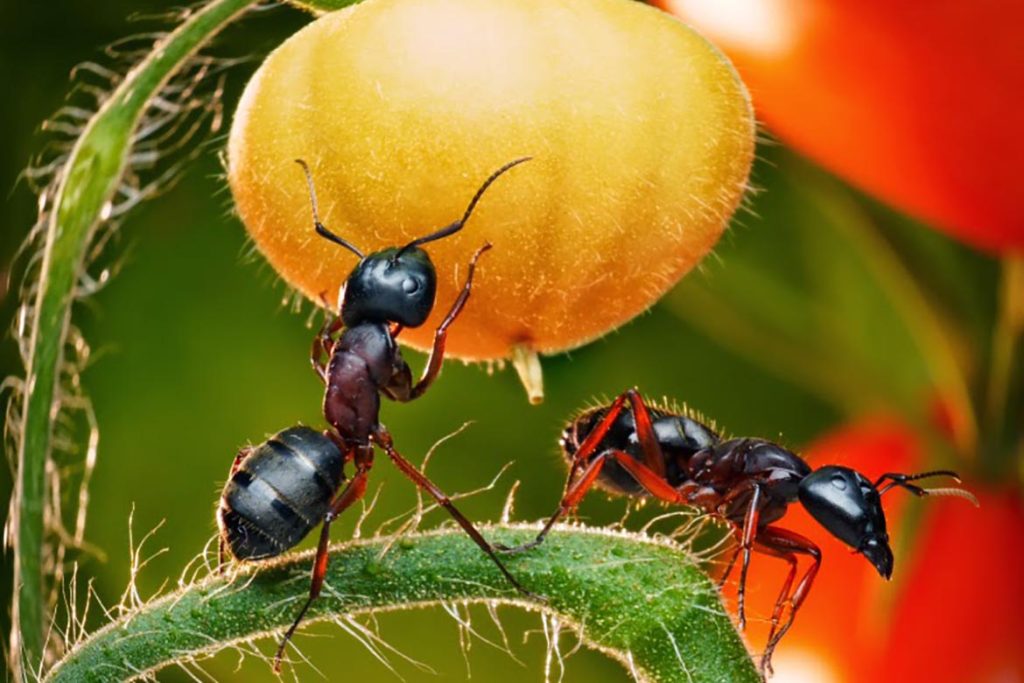 Польза и вред муравьев в природе, в саду