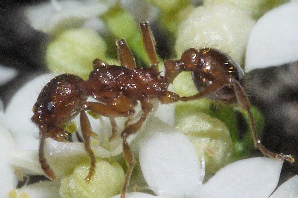 Польза и вред муравьев в природе, для сада