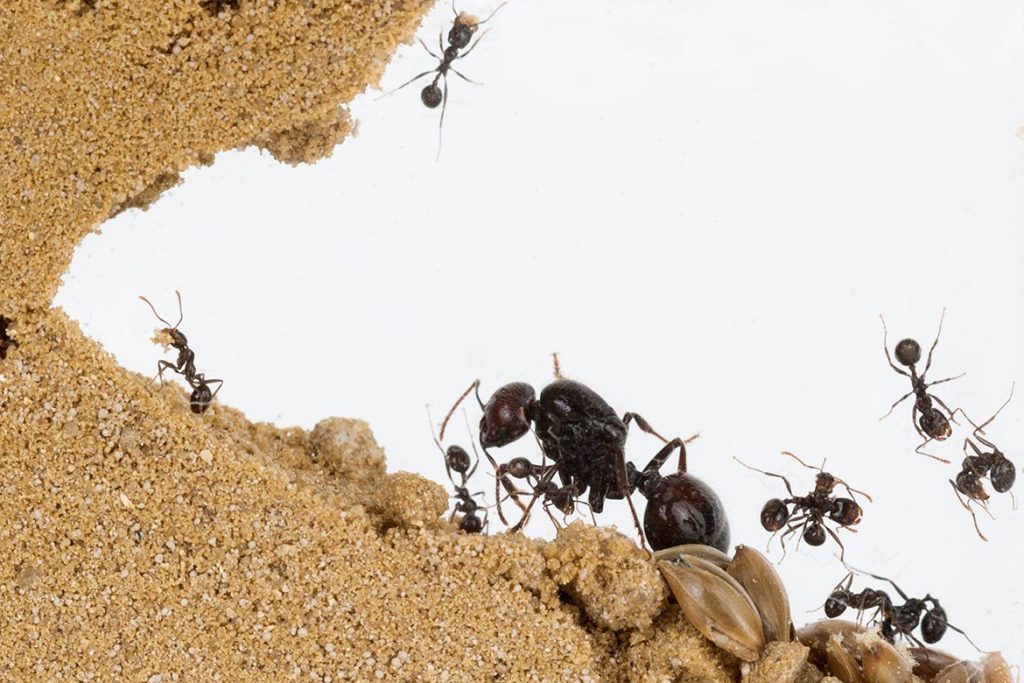 Польза и вред муравьев в природе, как завести