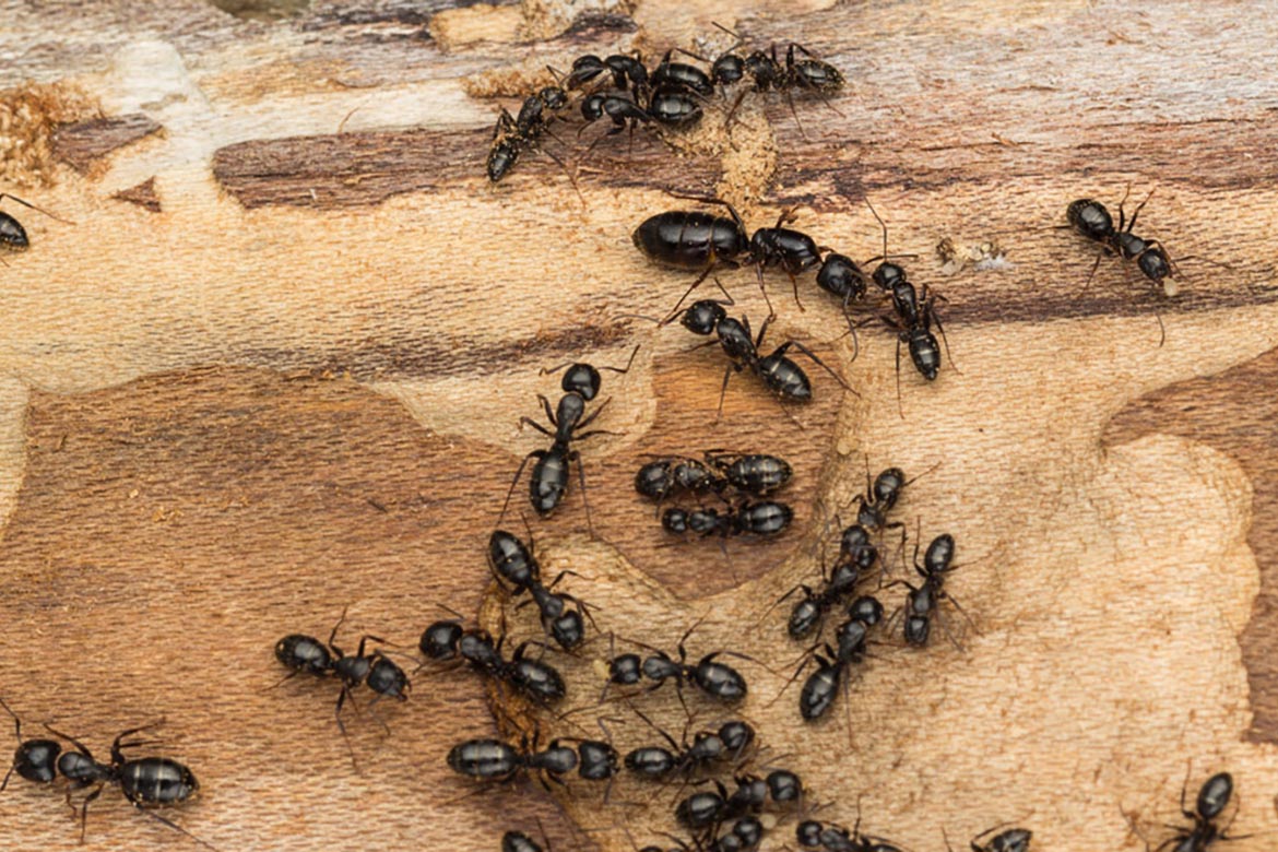 Сколько муравей в мире. Муравей древоточец. Camponotus Vagus (чёрный муравей-древоточец).. Осы древоточцы.