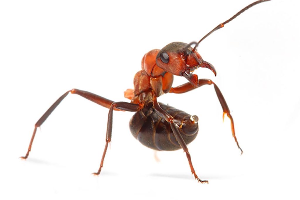 Польза и вред муравьев в природе, яд