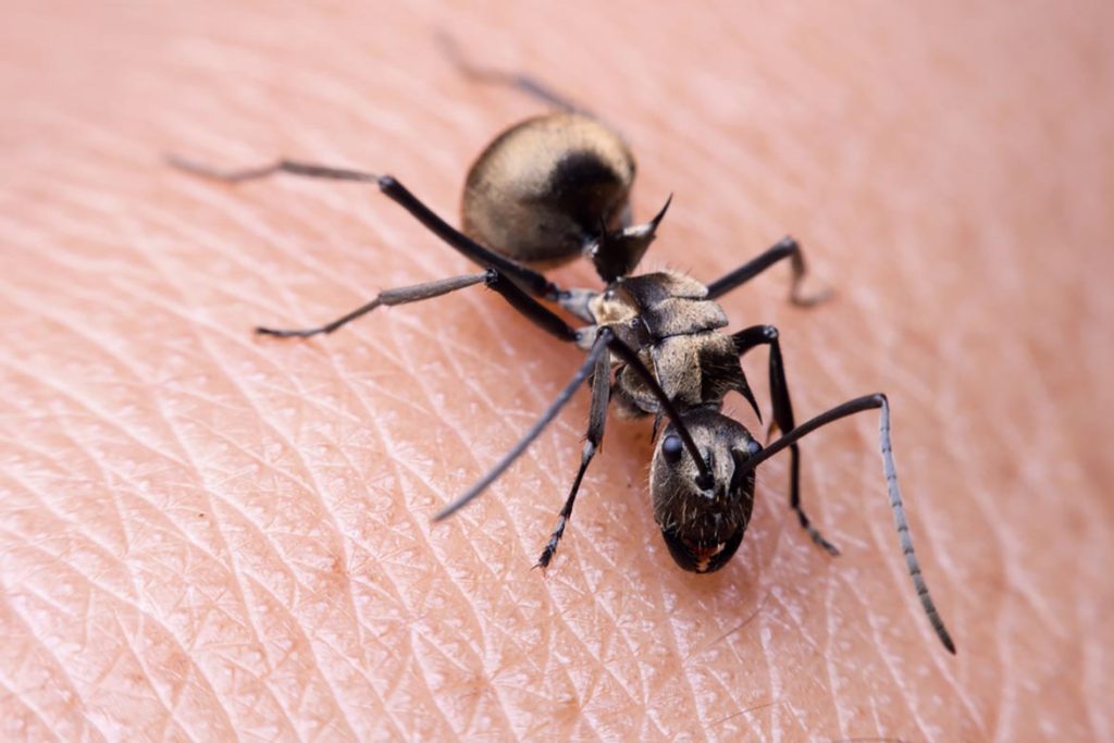 Польза и вред муравьев в природе, как лечиться