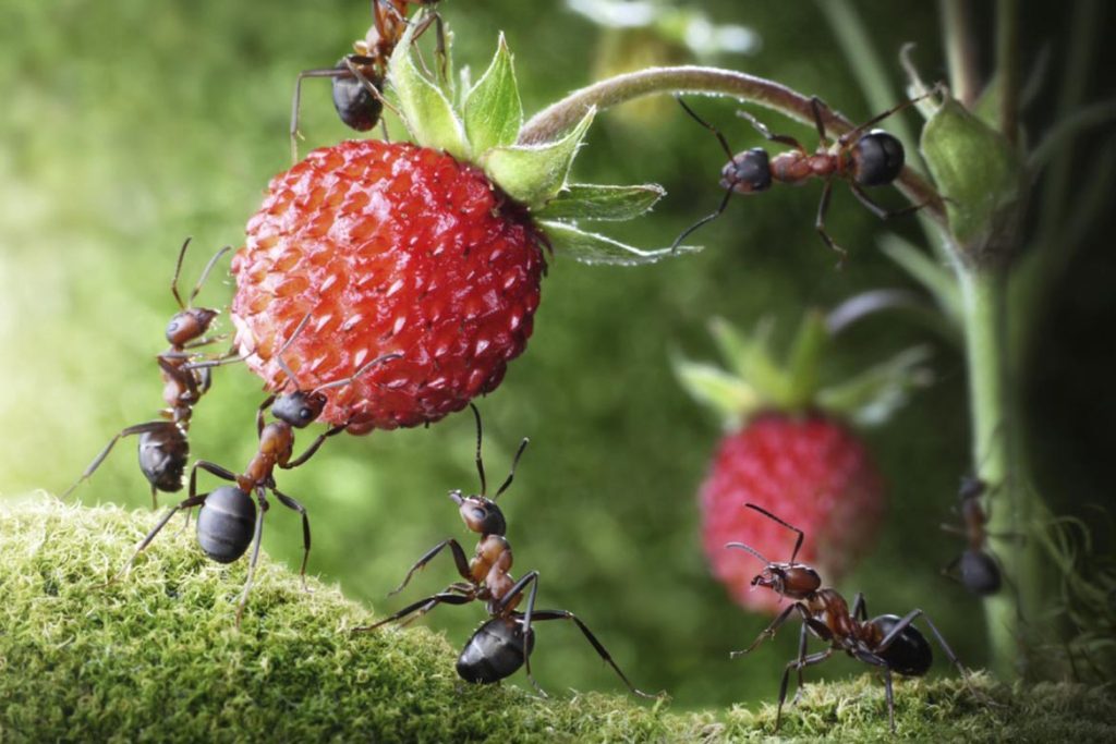 Польза и вред муравьев в природе, чем питаются