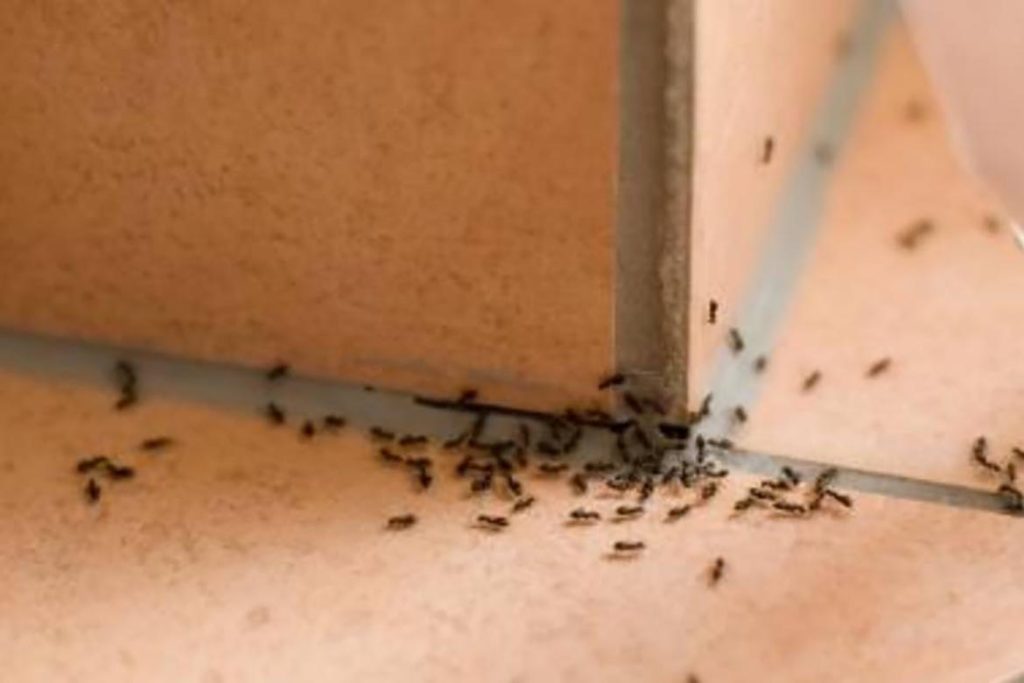 Польза и вред муравьев в природе, в доме
