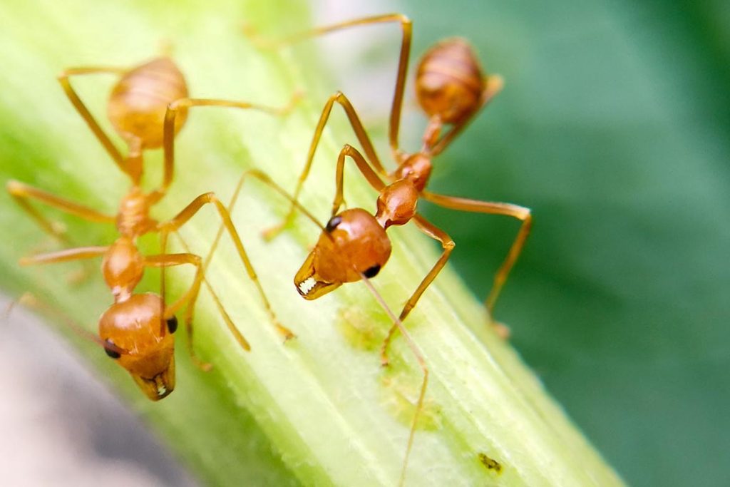 Сколько хромосом у муравья огненного