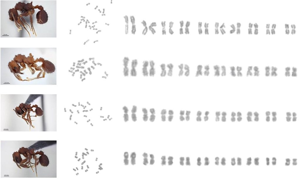 Сколько хромосом у муравья как формируется 