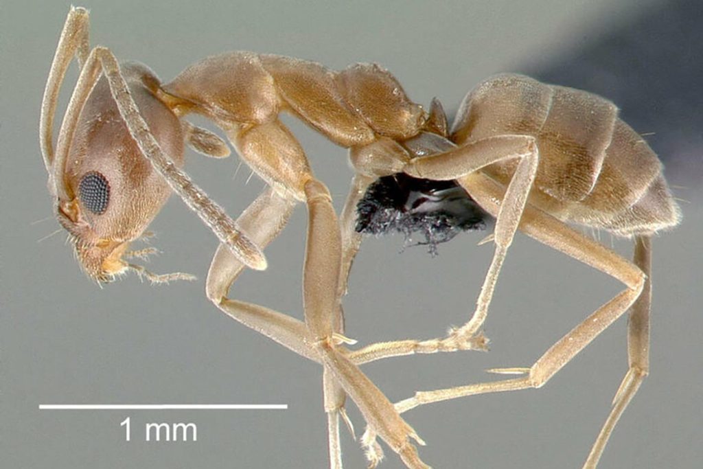 Сколько хромосом у муравья "дрейф генов"