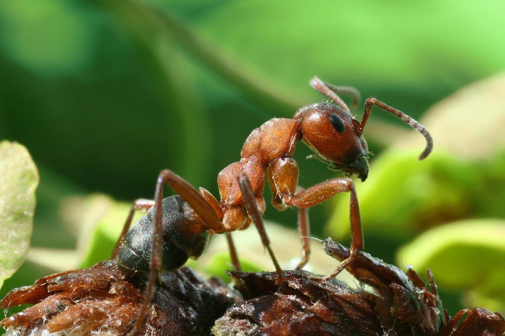 Сколько хромосом у муравья список организмов