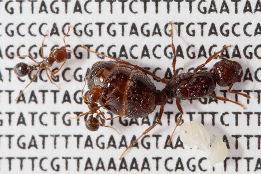 Сколько хромосом у муравья, передача хромосомного набора по наследству