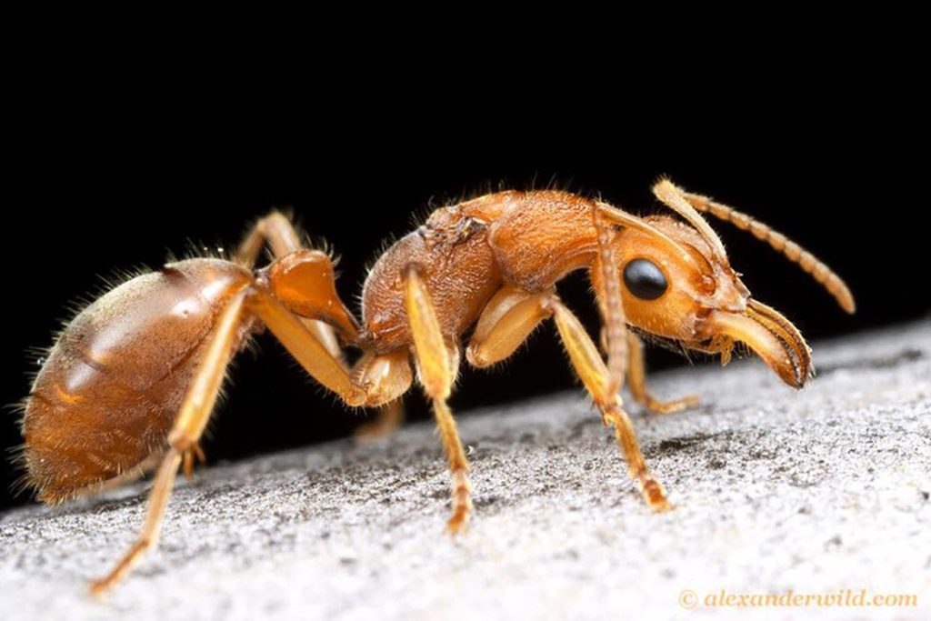Сколько хромосом у муравья хромосомные рекорды