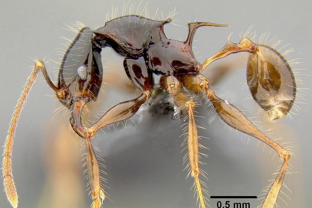 Сколько хромосом у муравья хромосомная мутация