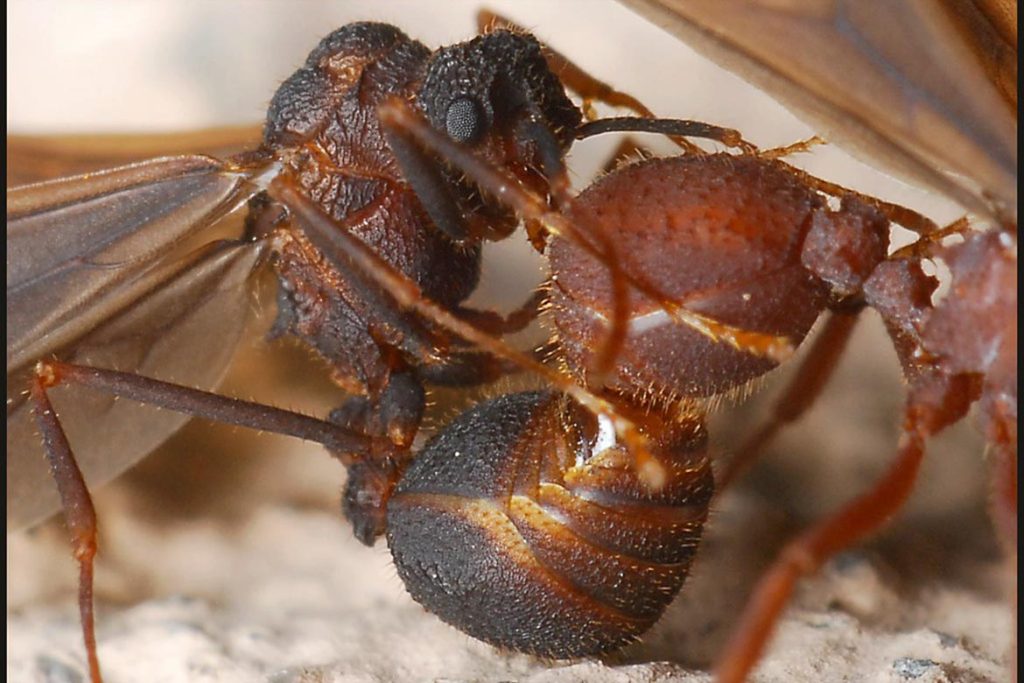 Сколько хромосом у муравья скрещивание разных видов