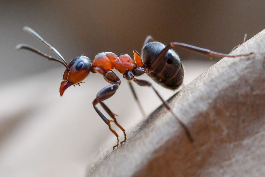 Почему у муравья 4-6-8 лапок и особенности этих насекомых
