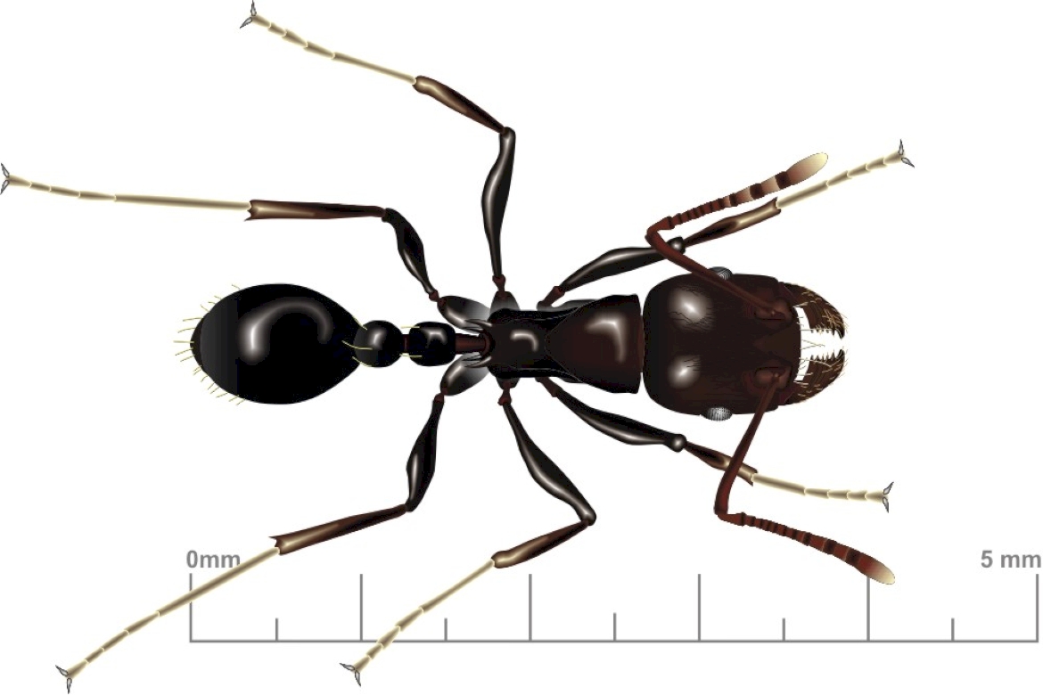 У муравьев столько же сестер сколько. Торакс муравья. Сколько лапок у муравья. Муравей строение тела для детей. Муравей трудяга.