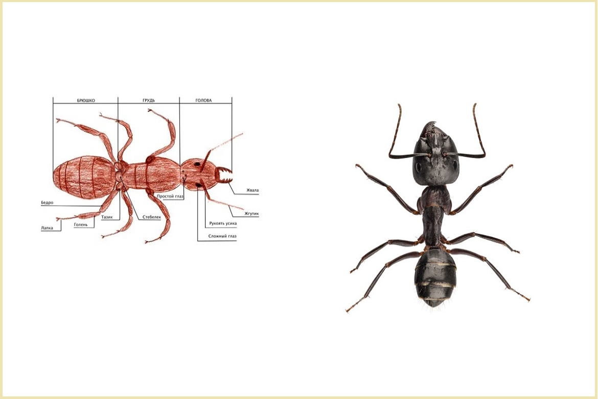 Сколько лапок у 6 жуков. Строение муравья в картинках. Внешнее строение муравья. Строение муравья для детей. Строение муравья жнеца.