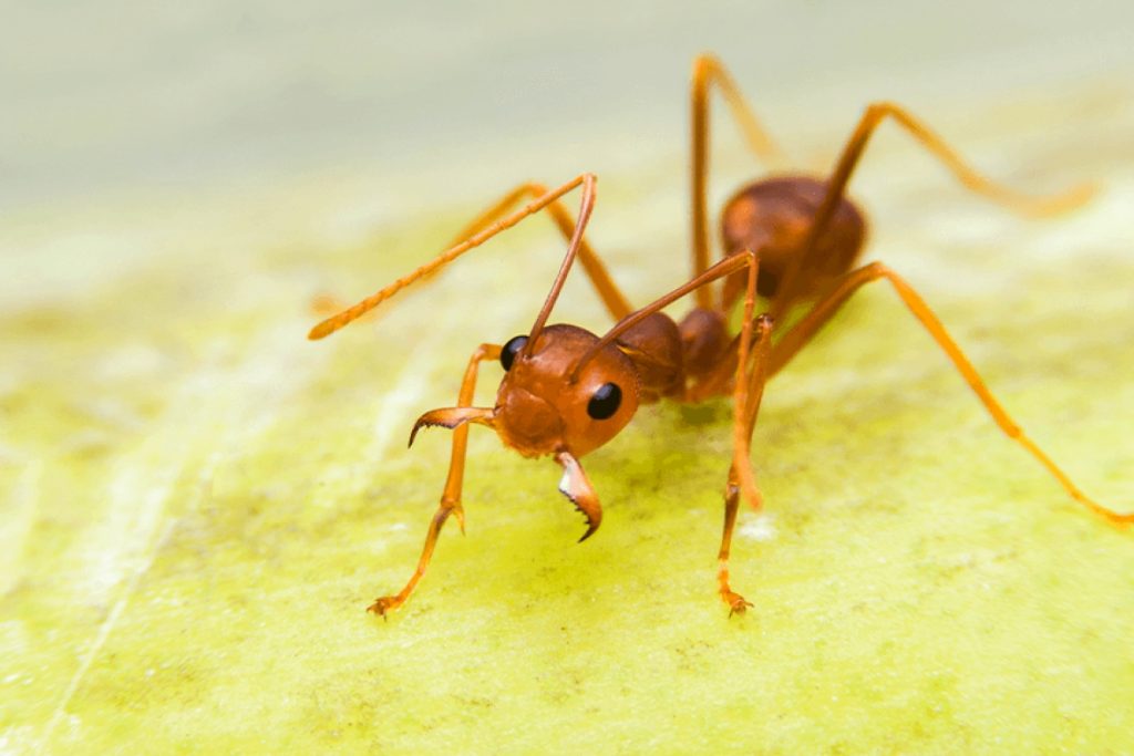 Сколько весит муравей в зависимости от вида