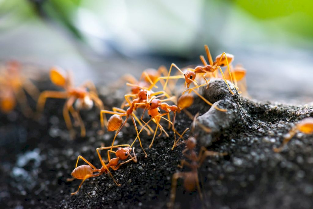Колония рыжих муравьев