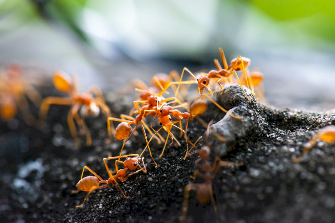 Популяция муравьев. Муравьиные круги. Муравьиный круг смерти. Муравьи в теплице. Муравьи граундед