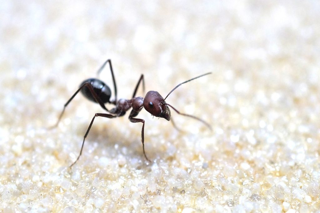 Отличие муравья от термита