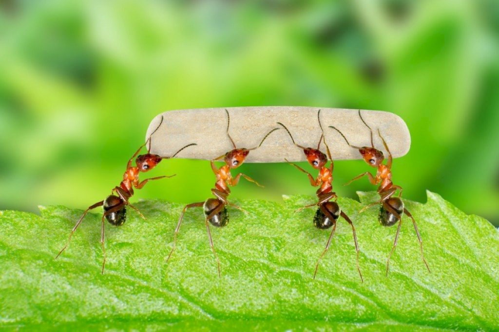 Удивительные фактов о муравьях