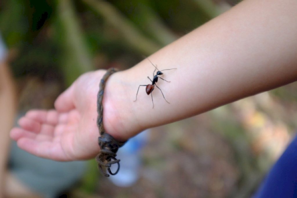 Сколько весит самый большой муравей?