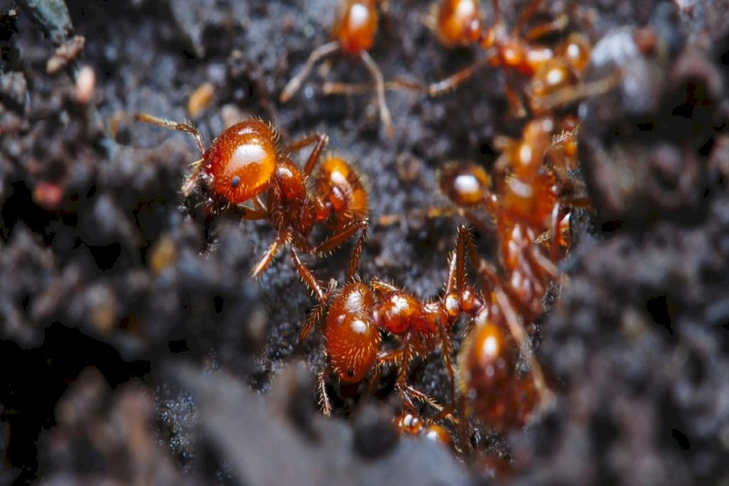 Развитие муравьев
