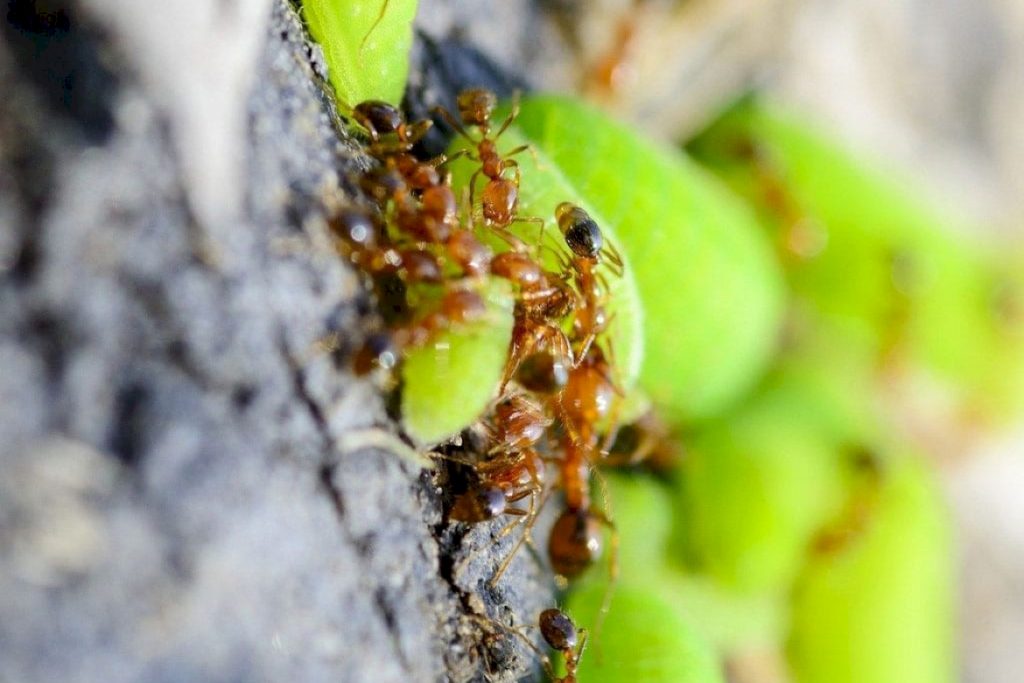 Сколько лет живут муравьи: 6 или 12?