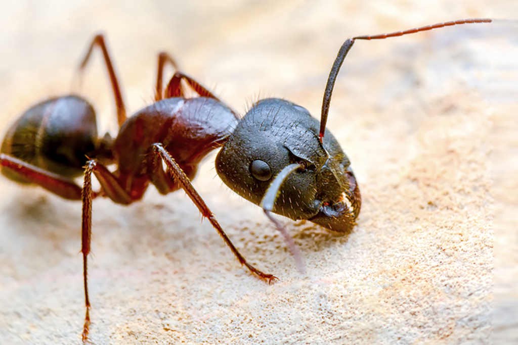Среда обитания муравья, как выглядят