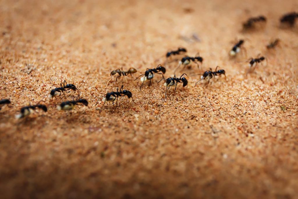 Среда обитания муравья, где территориально обитают