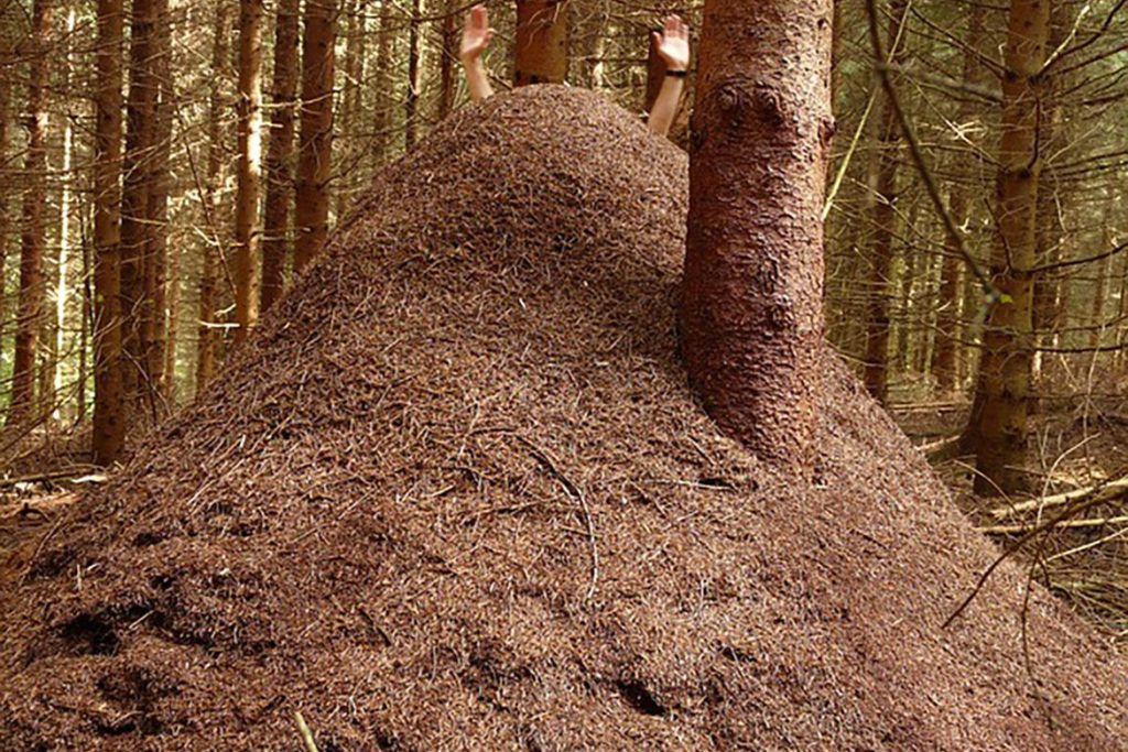 Среда обитания муравья, по каким критериям обычно строится муравейник