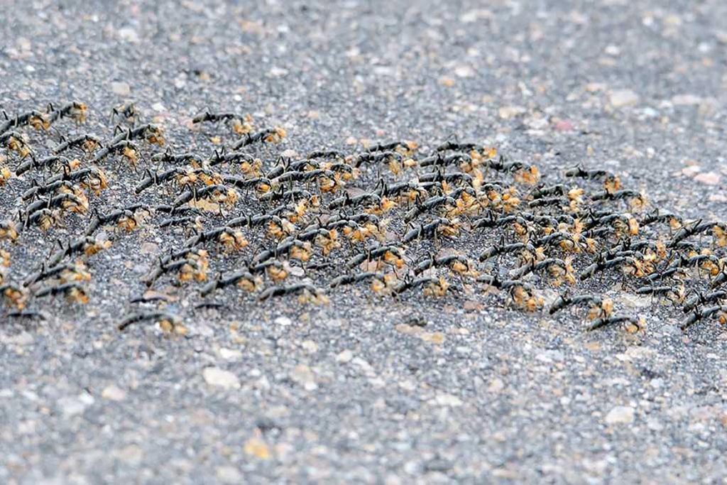 Среда обитания муравья, как выстраивается семья в пределах одной колонны