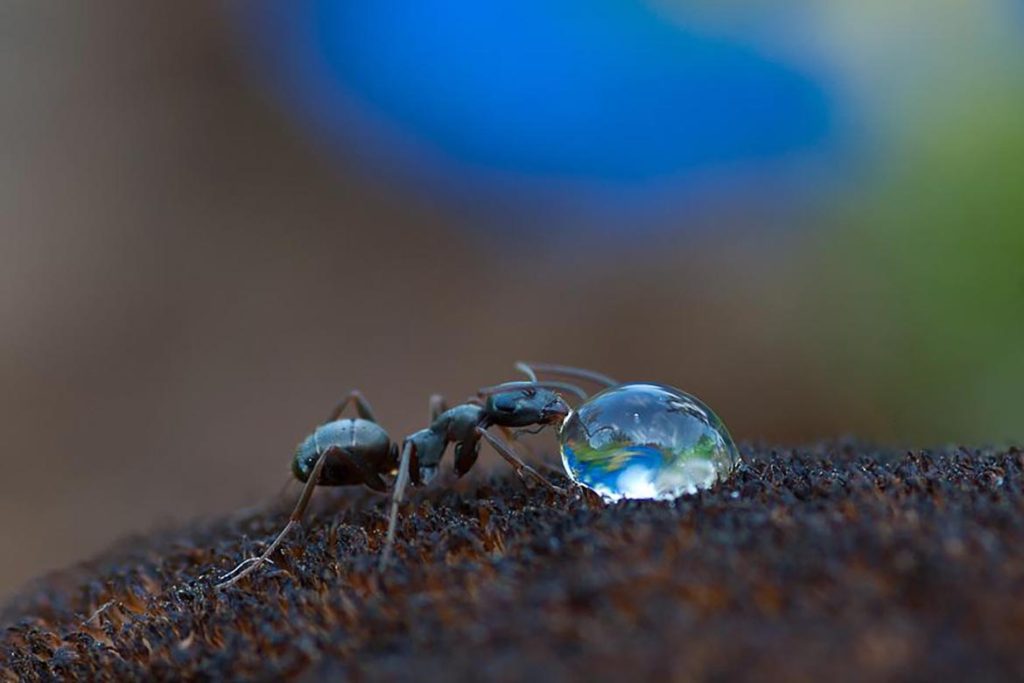 Среда обитания муравья, как защищают свои территории