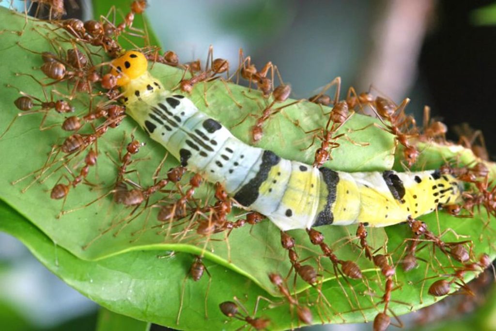 Среда обитания муравья, какую пищу предпочитают 
