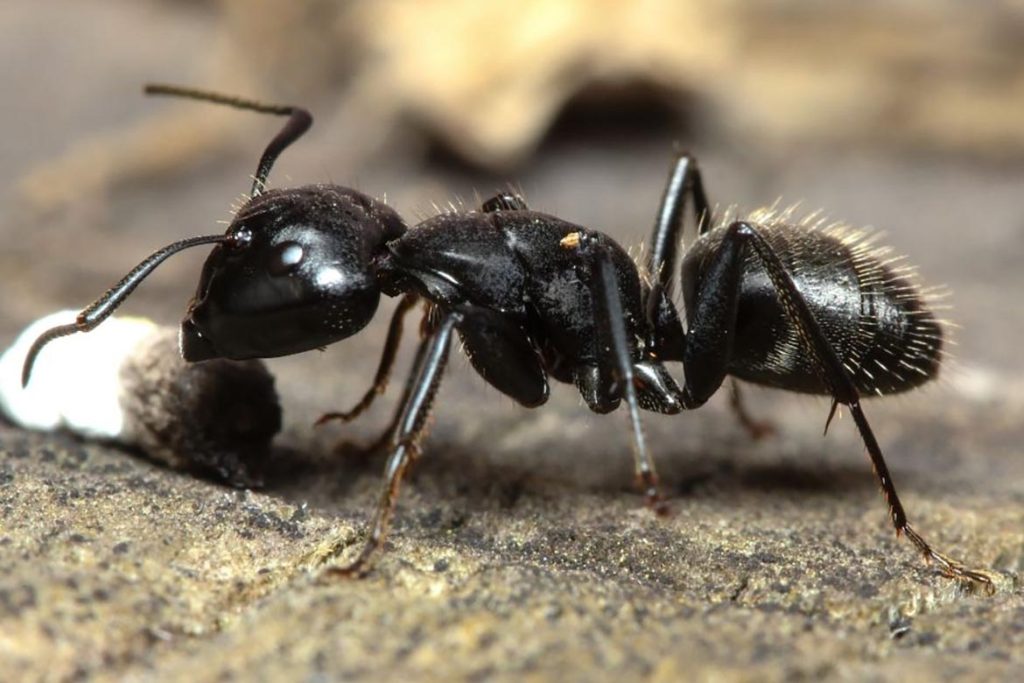 Среда обитания муравья лесного
