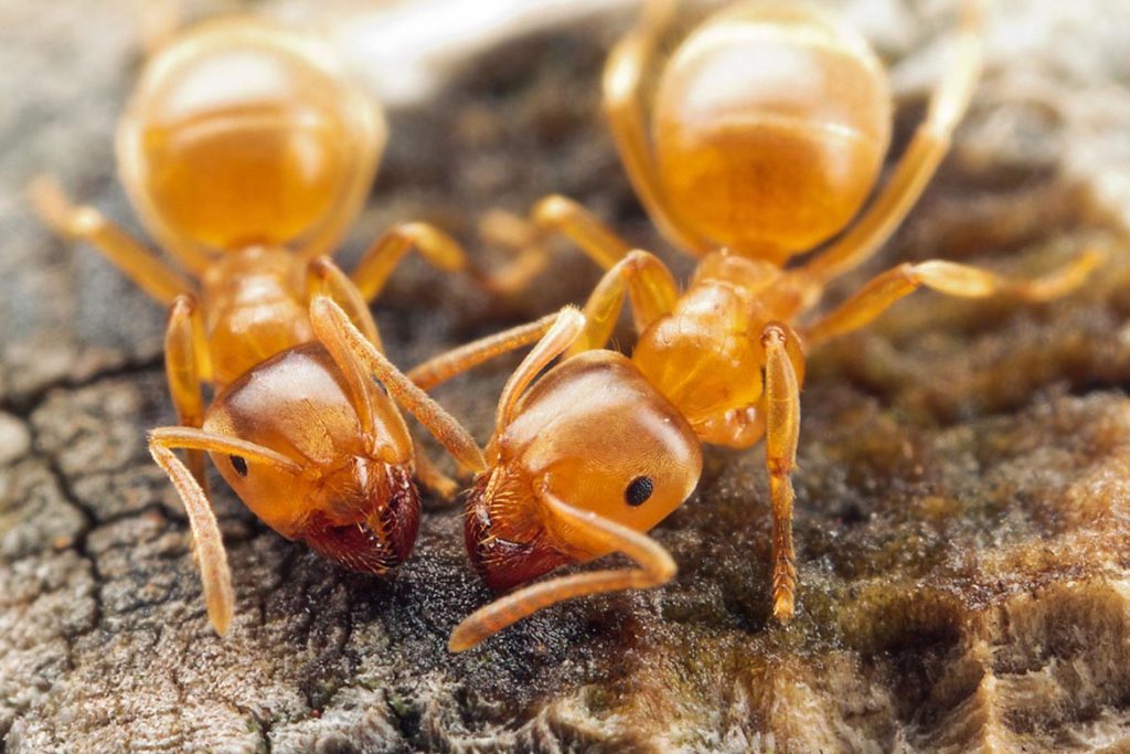 Среда обитания муравья лугового