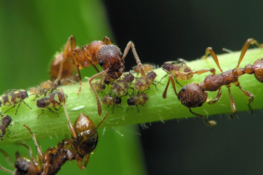 Среда обитания муравья садового