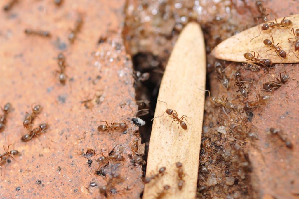 Среда обитания муравья земляного