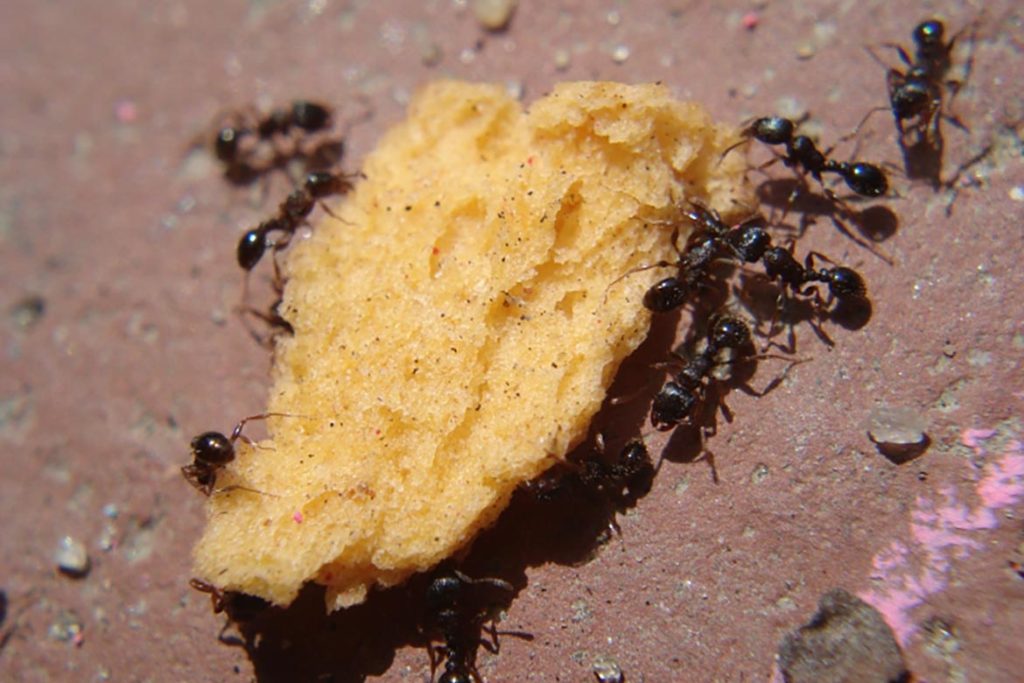 Среда обитания муравья, покидают ли свой муравейник