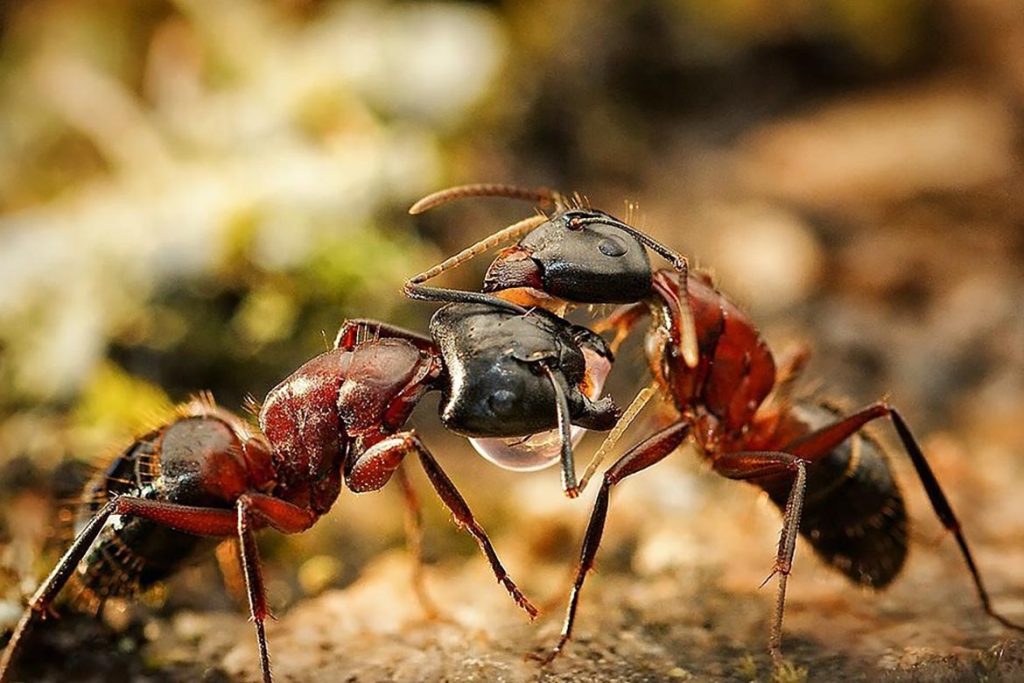 Среда обитания муравья, существуют ли муравьи-каннибалы