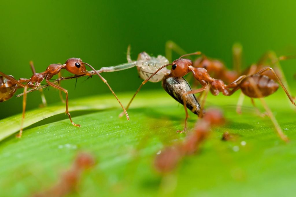 Среда обитания муравья, чем питаются муравьи-хищники