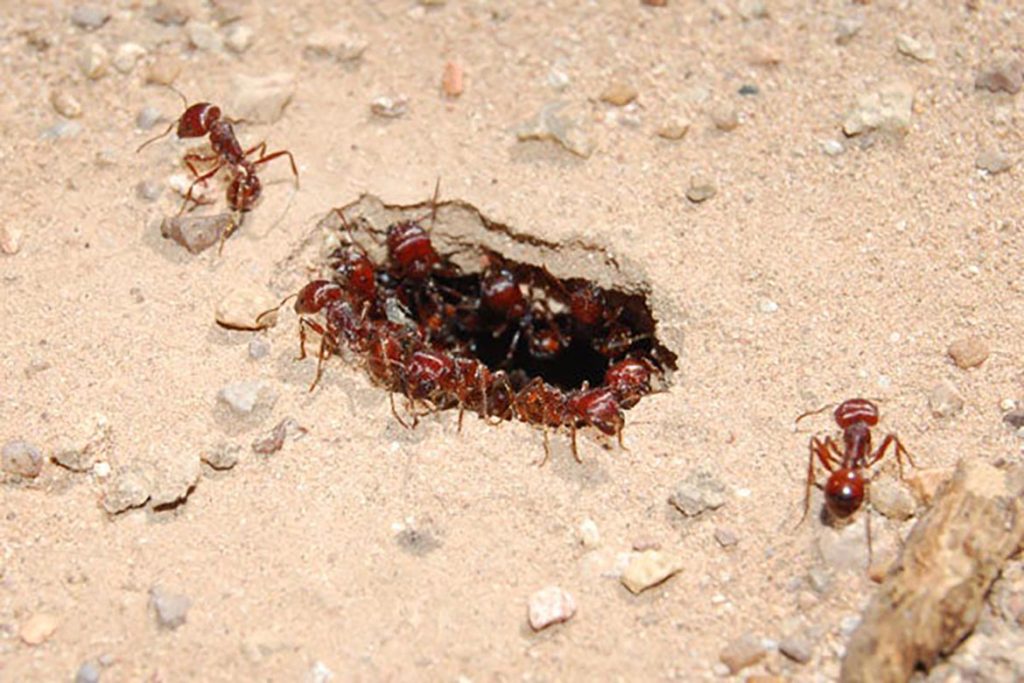 Среда обитания муравья, заселяются ли в опустевшие муравейники